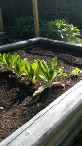 Lettuce in the garden