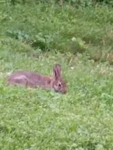Bunny in the Back Yard